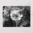 Buscar león blanco negro postales Flor