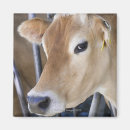 Buscar vaca lechera imanes Agricultura