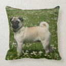 Buscar carlin cojines Sacudida y pam langrish