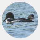 Buscar patos silvestres pegatinas Pájaros