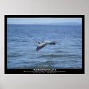 Buscar garzas posters Aves