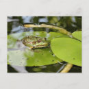 Buscar lirio de agua postales Rana
