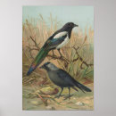 Buscar urracas posters Animales