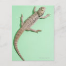 Buscar dragón barbudo postales Animales