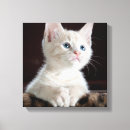 Buscar ojos azules lienzos Amante del gato