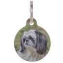 Buscar shih mascotas Cachorro