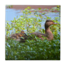 Buscar patos silvestres azulejos Naturaleza