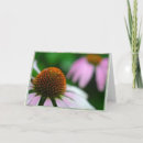 Buscar echinacea Jardín