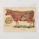 Buscar anatomía del vintage postales Veterinario