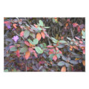 Buscar hojas de otoño posters Naturaleza