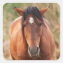 Buscar mustang pegatinas Naturaleza