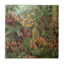 Buscar plantas tropicales azulejos Para todos
