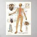 Buscar corazón anatómico posters Anatomía
