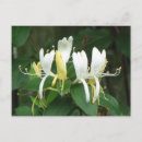 Buscar madreselva postales Flores