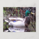 Buscar mallard duck postales Macho
