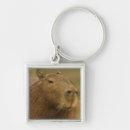 Buscar roedor accesorios Brasil