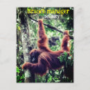 Buscar mono feliz postales Orangután