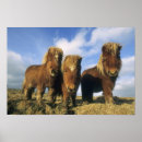 Buscar animales domésticos posters Primer plano