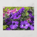 Buscar petunias postales Flor