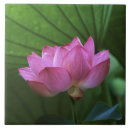 Buscar flor de loto azulejos Jardín