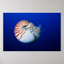 Buscar camaradas posters Océano