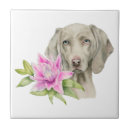 Buscar weimaraner azulejos Perro