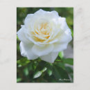 Buscar fabulous postales Rosa