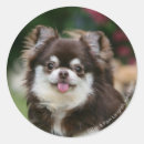 Buscar data pegatinas Perro