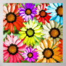 Buscar gerbera posters Flores coloridas