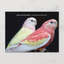 Buscar parakeet postales Ave
