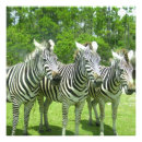 Buscar animales africanos posters Cebra