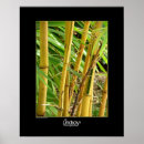 Buscar bambú posters Hojas