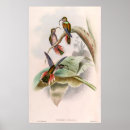 Buscar colibrí posters Planta