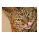 Buscar besar gatos Gatito