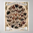 Buscar leghorn posters Gallo