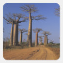 Buscar baobab pegatinas Naturaleza