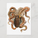 Buscar vintage octopus postales Calamar