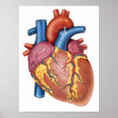 Buscar anatomía del corazón posters Medicina