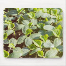 Buscar semilla alfombrillas de raton Ratón