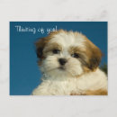 Buscar shih Tzu