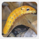 Buscar caterpillar pegatinas Insecto