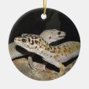 Buscar geckos adornos Reptil