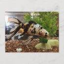 Buscar de gran tamaño postales Para todos