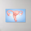 Buscar órganos reproductivos lienzos Anatomía