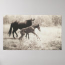 Buscar yegua posters Equino