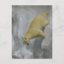 Buscar maritimus Hielo