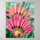 Buscar margaritas rosadas posters Para todos