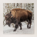 Buscar ungulate Búfalo
