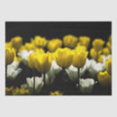 Buscar tulipanes papel de seda Elegante