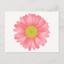 Buscar margarita del gerbera postales Para ella